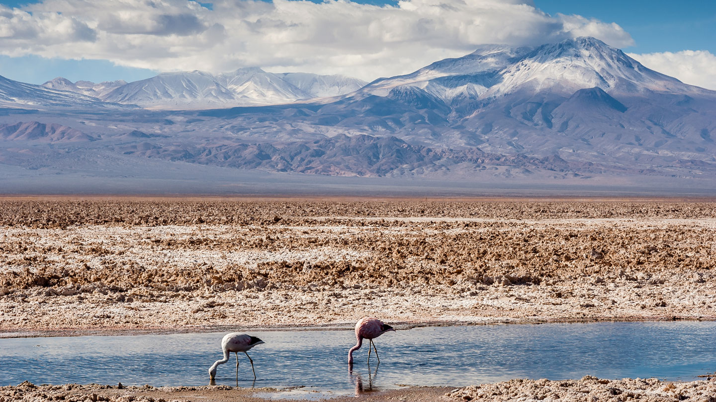 flamingos threatened by lithium mining